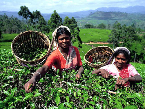thé au Sri Lanka