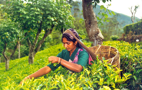 thé en Inde